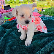 Nieve joined the competition — help win amazing prizes! blanket, cute, dog, dress, flower_pattern, grass, greenery, nature, outdoor, person, pet, picnic, playing, puppy, relaxing, small_dog, summer, sunny, table, tree