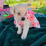 blanket, cute, dog, dress, flower_pattern, grass, greenery, nature, outdoor, person, pet, picnic, playing, puppy, relaxing, small_dog, summer, sunny, table, tree