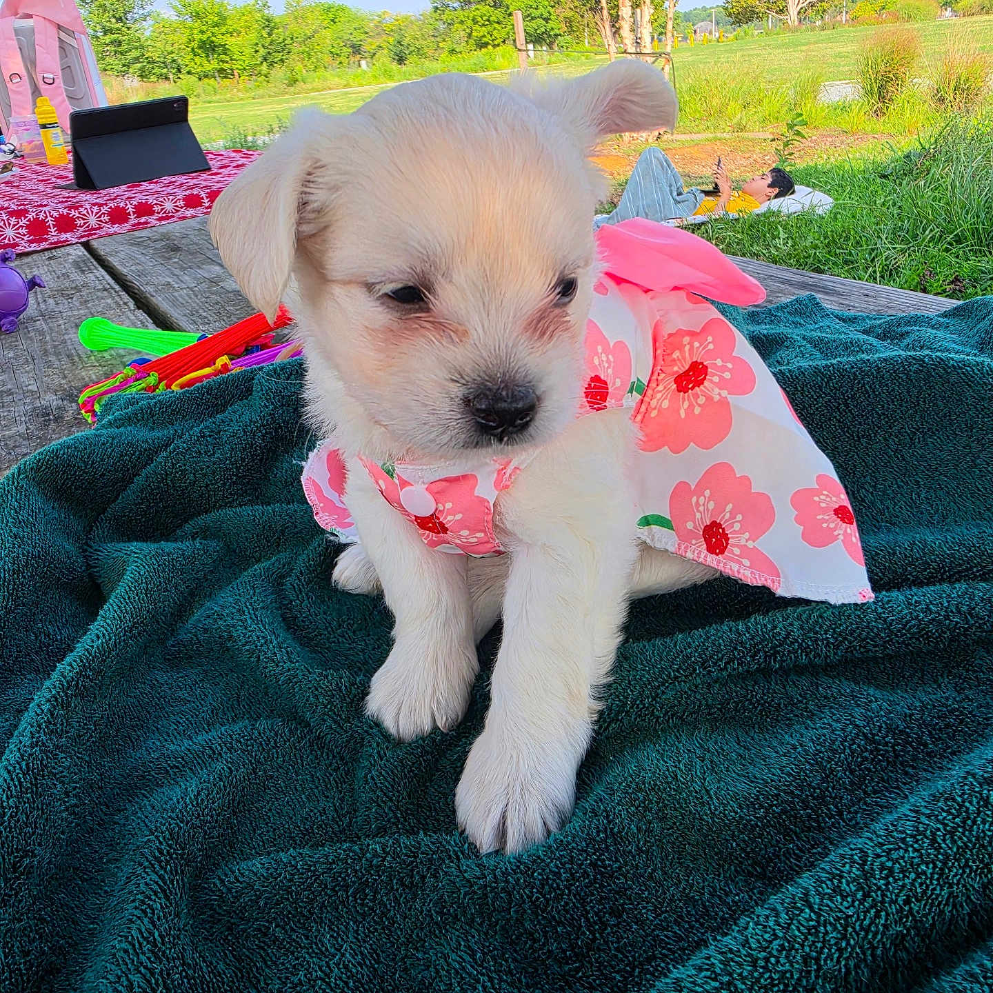 Nieve joined the competition — help win amazing prizes! blanket, cute, dog, dress, flower_pattern, grass, greenery, nature, outdoor, person, pet, picnic, playing, puppy, relaxing, small_dog, summer, sunny, table, tree