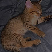 Tao a rejoint le concours — aidez-le/la à gagner de superbes lots ! kitten, cat, tabby, sleeping, nap, pet, fur, stripes, paw, tail, whiskers, blanket, bedding, cozy, indoor, closeup, portrait, adorable, bed, snoring