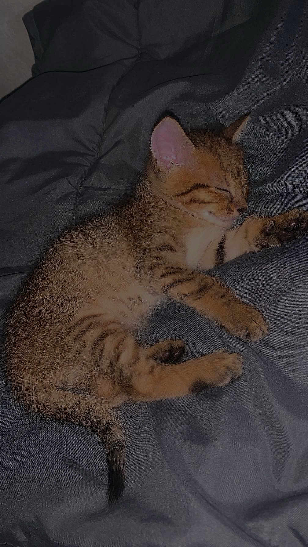 Tao a rejoint le concours — aidez-le/la à gagner de superbes lots ! kitten, cat, tabby, sleeping, nap, pet, fur, stripes, paw, tail, whiskers, blanket, bedding, cozy, indoor, closeup, portrait, adorable, bed, snoring