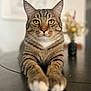 animal, blurred_background, cat, close_up, cute, domestic_cat, feline, front_view, fur, houseplant, indoor, paws, pet, portrait, relaxed, tabby, table, vase, whiskers, yellow_eyes