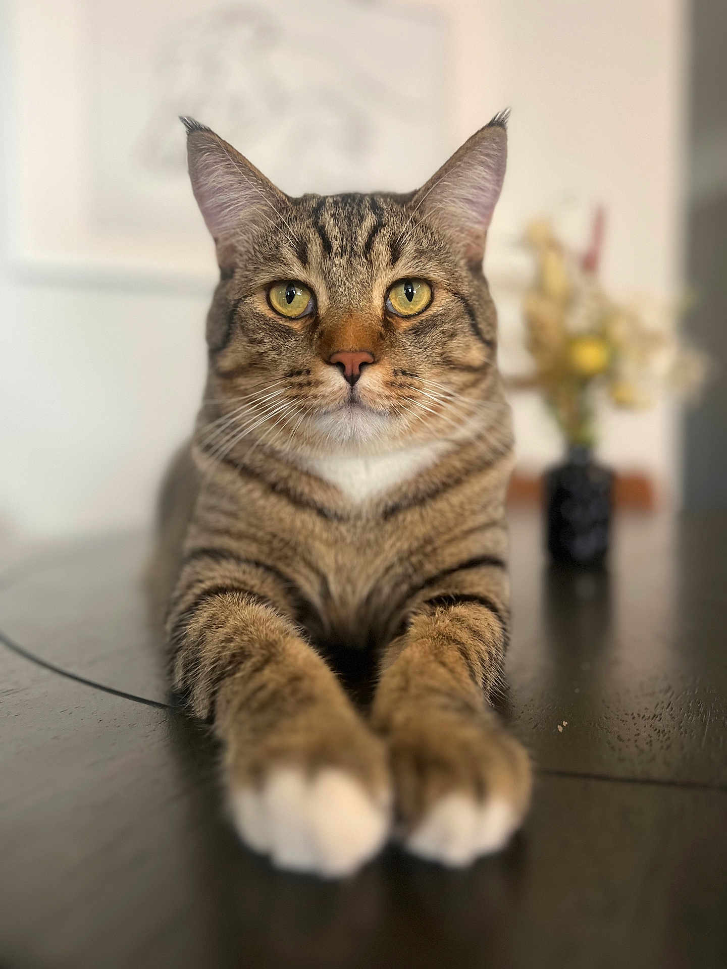 Achilles
