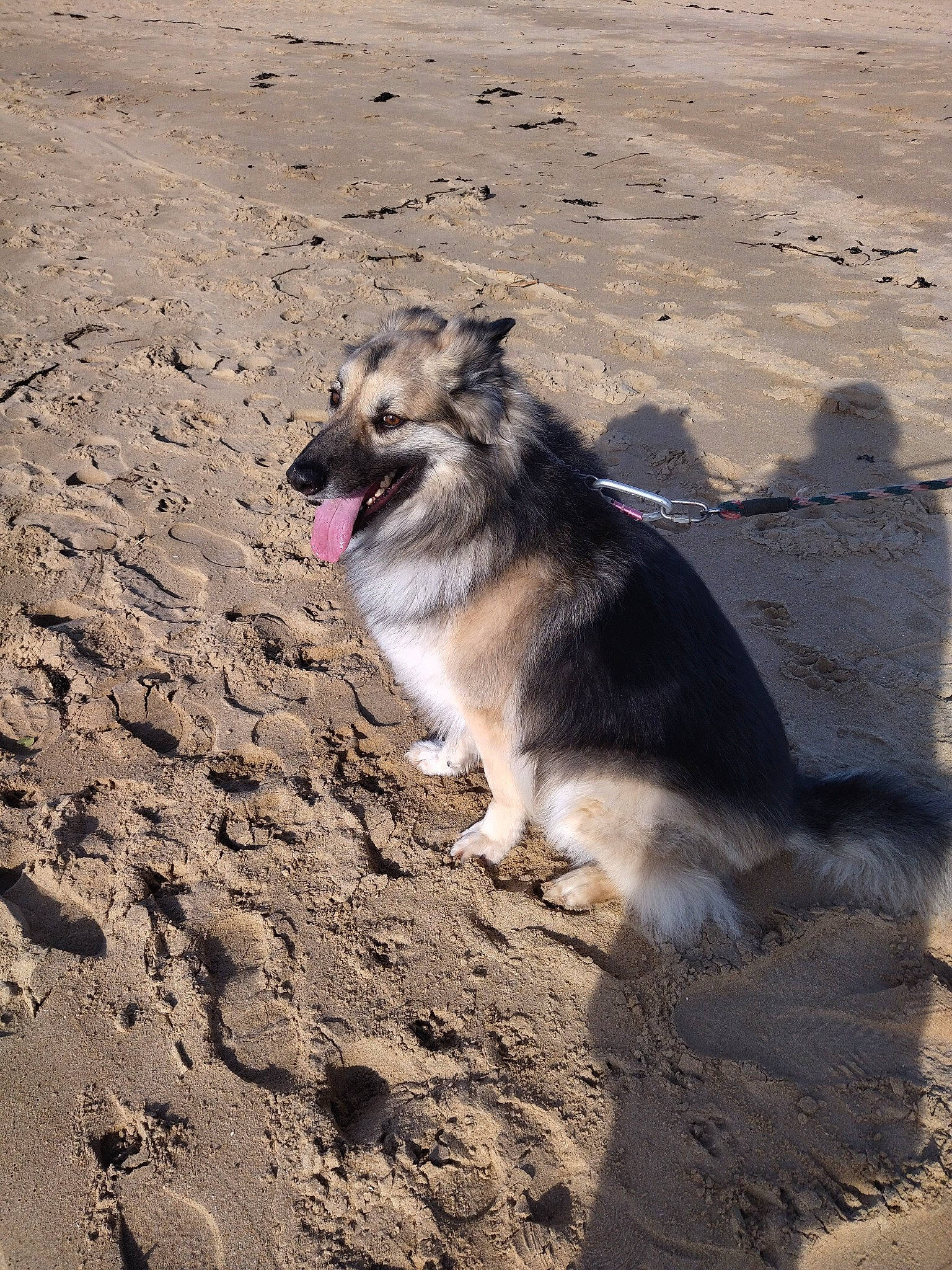 Orkan a rejoint le concours — aidez-le/la à gagner de superbes lots ! canidae, canis, carnivore, companion_dog, dog, dog_breed, fawn, fur, landscape, paw, sand, shadow, sled_dog, snout, soil, sporting_group, tail, terrestrial_animal, wildlife, working_dog