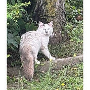 Blue a rejoint le concours — aidez-le/la à gagner de superbes lots ! cat, fluffy, animal, outdoor, grass, tree, greenery, nature, pet, feline, wildlife, curious, standing, tail, plant, leaf, moss, stone, garden, alert