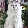 Blue a rejoint le concours — aidez-le/la à gagner de superbes lots ! cat, white_cat, fluffy, sitting, indoor, plant, flower, wooden_surface, curious, pet, feline, fur, face, ears, tail, greenery, decor, home, animal, portrait