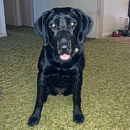 Abby joined the competition — help win amazing prizes! dog, black_dog, pet, indoor, carpet, tongue_out, sitting, friendly, curious, animal, canine, household, floor, collar, water_dispenser, clothing, doorway, home, fur, ears