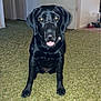 dog, black_dog, pet, indoor, carpet, tongue_out, sitting, friendly, curious, animal, canine, household, floor, collar, water_dispenser, clothing, doorway, home, fur, ears