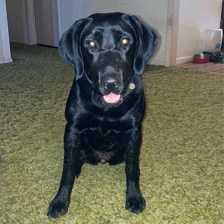 Abby joined the competition — help win amazing prizes! animal, black_dog, canine, carpet, clothing, collar, curious, dog, doorway, ears, floor, friendly, fur, home, household, indoor, pet, sitting, tongue_out, water_dispenser