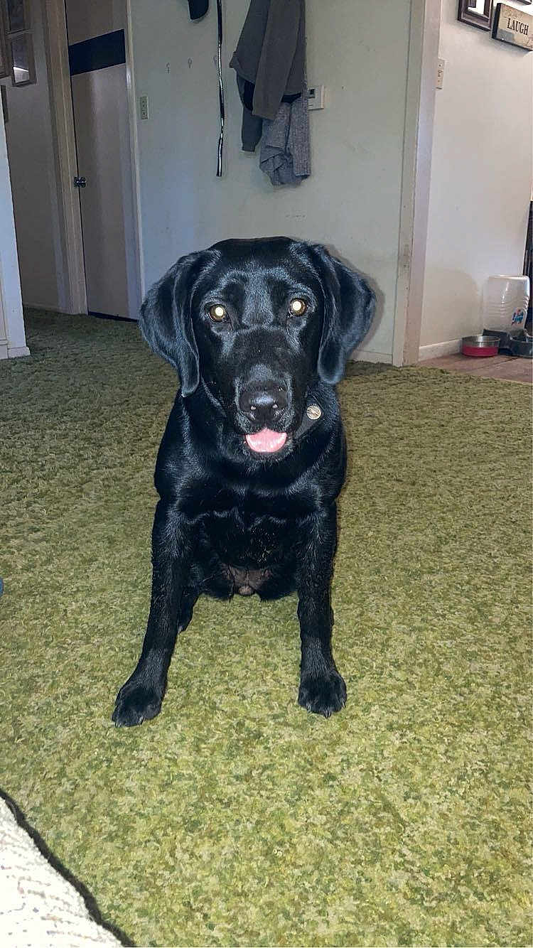 Abby joined the competition — help win amazing prizes! dog, black_dog, pet, indoor, carpet, tongue_out, sitting, friendly, curious, animal, canine, household, floor, collar, water_dispenser, clothing, doorway, home, fur, ears