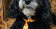 Jackson is registered to the contest to win money with this photo: autumn, barn, black_dog, closeup, crate, cute, dog, doodle, ears, fall, fluffy, fur, hay, orange_tie, pet, portrait, sitting, tie, whiskers, wood_floor