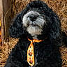 autumn, barn, black_dog, closeup, crate, cute, dog, doodle, ears, fall, fluffy, fur, hay, orange_tie, pet, portrait, sitting, tie, whiskers, wood_floor