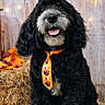 Jackson is registered to the contest to win money with this photo: animal, autumn, black_dog, closeup, cozy, curly_fur, dog, fairy_lights, fall_leaves, happy, hay_bale, pet, portrait, puppy, rustic_backdrop, seasonal, sitting, studio_setup, tie, tongue_out