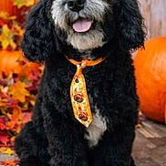 Jackson joined the competition — help win amazing prizes! autumn, black_fur, close_up, costume, cute, dog, fall, floppy_ears, leaves, pet, portrait, pumpkins, puppy, rustic_background, seasonal, sitting, smiling, tie, tongue_out, wooden_floor