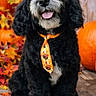 autumn, black_fur, close_up, costume, cute, dog, fall, floppy_ears, leaves, pet, portrait, pumpkins, puppy, rustic_background, seasonal, sitting, smiling, tie, tongue_out, wooden_floor