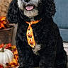 Jackson joined the competition — help win amazing prizes! accessory, autumn, black_dog, blue_door, close_up, curly_fur, dog, fall, front_door, leaves, pet, portrait, pumpkin, puppy, seasonal, sitting, stump, tie, tongue_out, wood