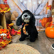 Jackson joined the competition — help win amazing prizes! dog, black_dog, puppy, pet, fall_decor, pumpkin, pumpkins, autumn_leaves, tie, seasonal, studio_backdrop, wooden_floor, rug, basket, portrait, cute, tongue_out, sitting, decorations, indoors