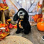 dog, black_dog, puppy, pet, fall_decor, pumpkin, pumpkins, autumn_leaves, tie, seasonal, studio_backdrop, wooden_floor, rug, basket, portrait, cute, tongue_out, sitting, decorations, indoors