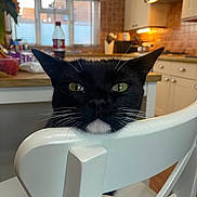 Beatrice joined the competition — help win amazing prizes! cat, black_cat, chair, kitchen, indoor, pet, animal, whiskers, green_eyes, furniture, domestic, curious, close_up, white_chair, wooden_counter, window, bottle, flower, tile_wall, cozy