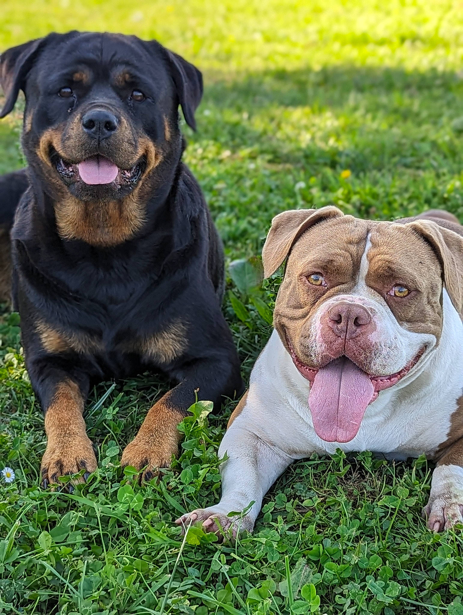 Polka participe au concours pour gagner de l'argent avec cette photo : bulldog, canidae, carnivore, collar, companion_dog, dog, dog_breed, dog_collar, fawn, grass, guard_dog, liver, molosser, plant, snout, sporting_group, terrestrial_animal, working_animal, working_dog, wrinkle