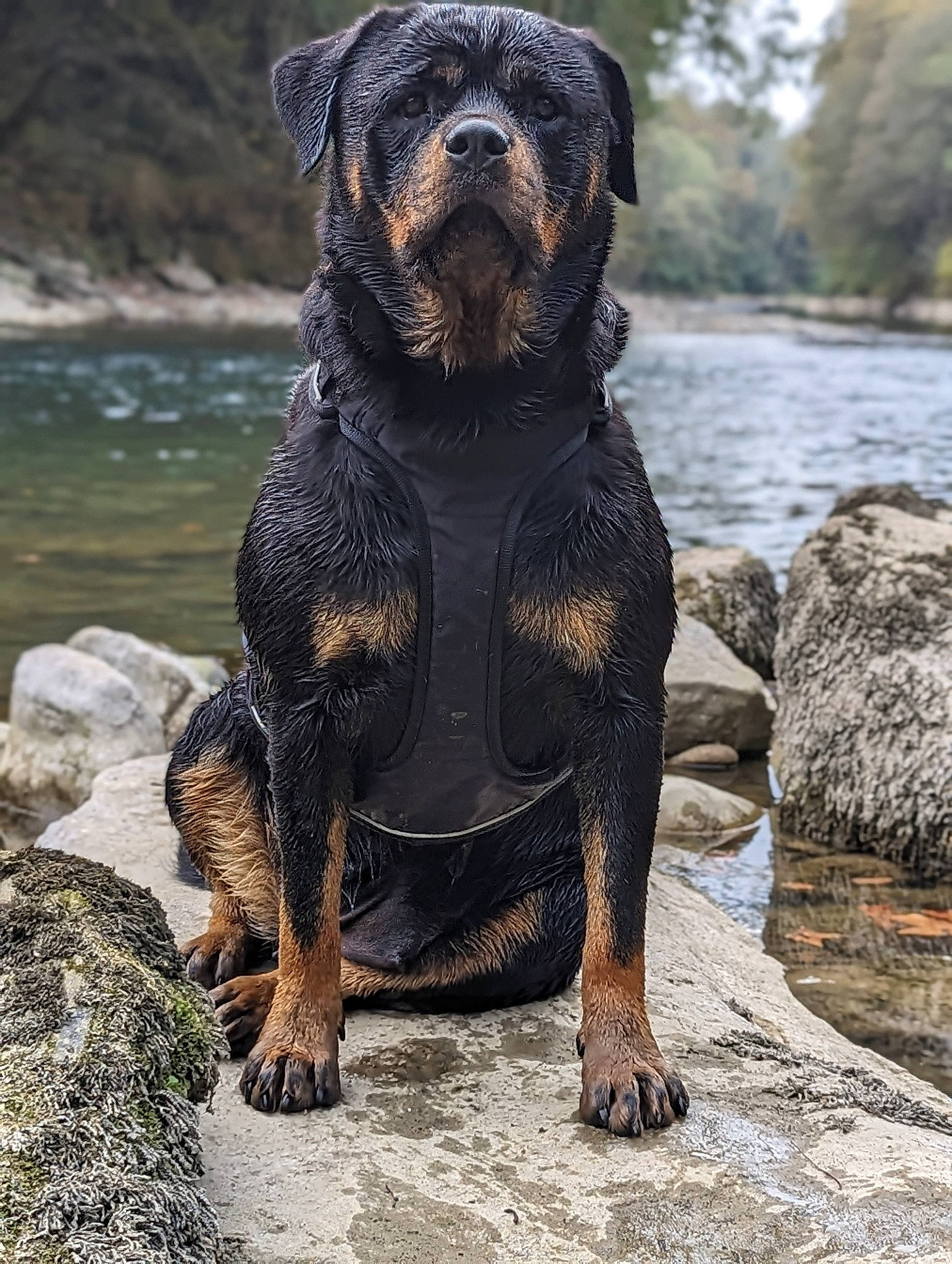 Polka participe au concours pour gagner de l'argent avec cette photo : canidae, carnivore, dog, dog_breed, fawn, fur, gun_dog, hunting_dog, lake, rock, snout, sporting_group, tail, terrestrial_animal, water, wildlife, working_animal, working_dog