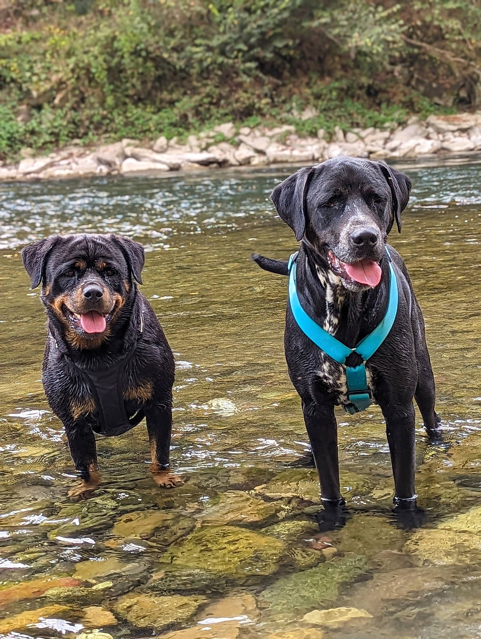 Polka participe au concours pour gagner de l'argent avec cette photo : adventure, canidae, carnivore, collar, companion_dog, dog, dog_breed, dog_collar, fawn, ford, leash, liver, plant, snout, sporting_group, tail, terrestrial_animal, water, working_animal, working_dog