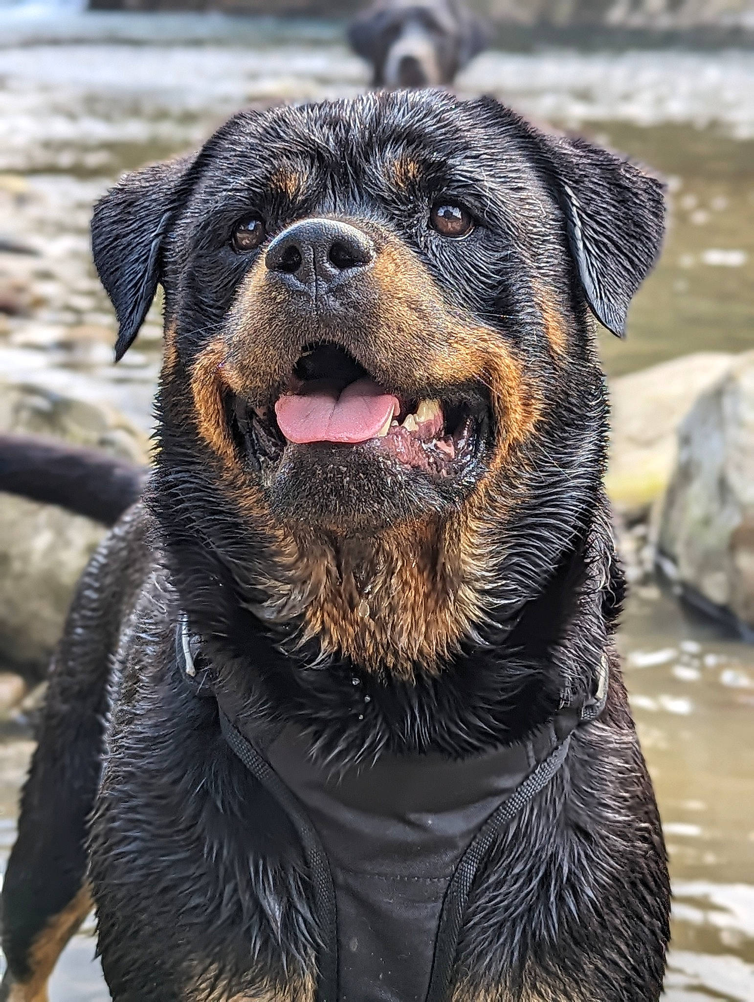 Polka participe au concours pour gagner de l'argent avec cette photo : canidae, carnivore, collar, companion_dog, dog, dog_breed, fur, liquid, plant, snout, sporting_group, terrestrial_animal, water, wildlife, working_animal, working_dog