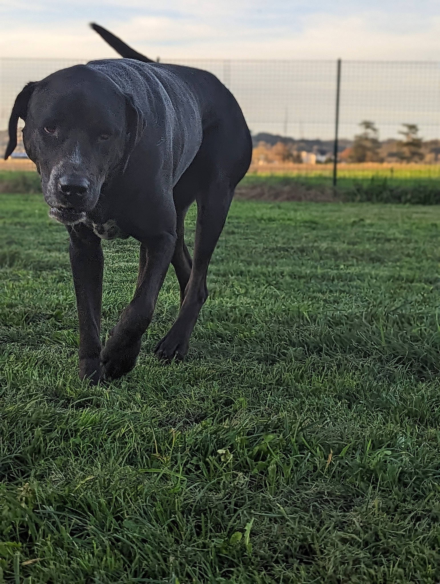 Pablo a rejoint le concours — aidez-le/la à gagner de superbes lots ! canidae, carnivore, cloud, companion_dog, dog, dog_breed, fawn, grass, grassland, landscape, meadow, plant, prairie, sky, snout, sporting_group, tail, terrestrial_animal, tree, working_animal