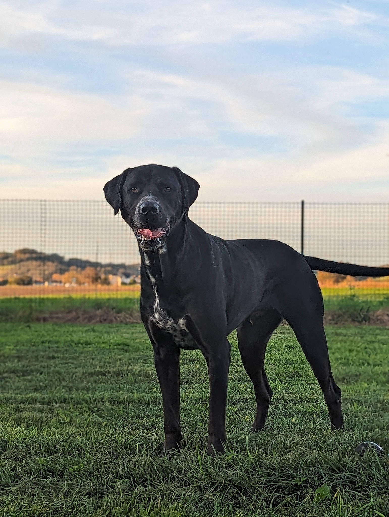 Pablo a rejoint le concours — aidez-le/la à gagner de superbes lots ! borador, canidae, carnivore, cloud, collar, companion_dog, dog, dog_breed, dog_collar, fawn, fence, grass, grassland, gun_dog, molosser, plant, sky, snout, sporting_group, working_animal