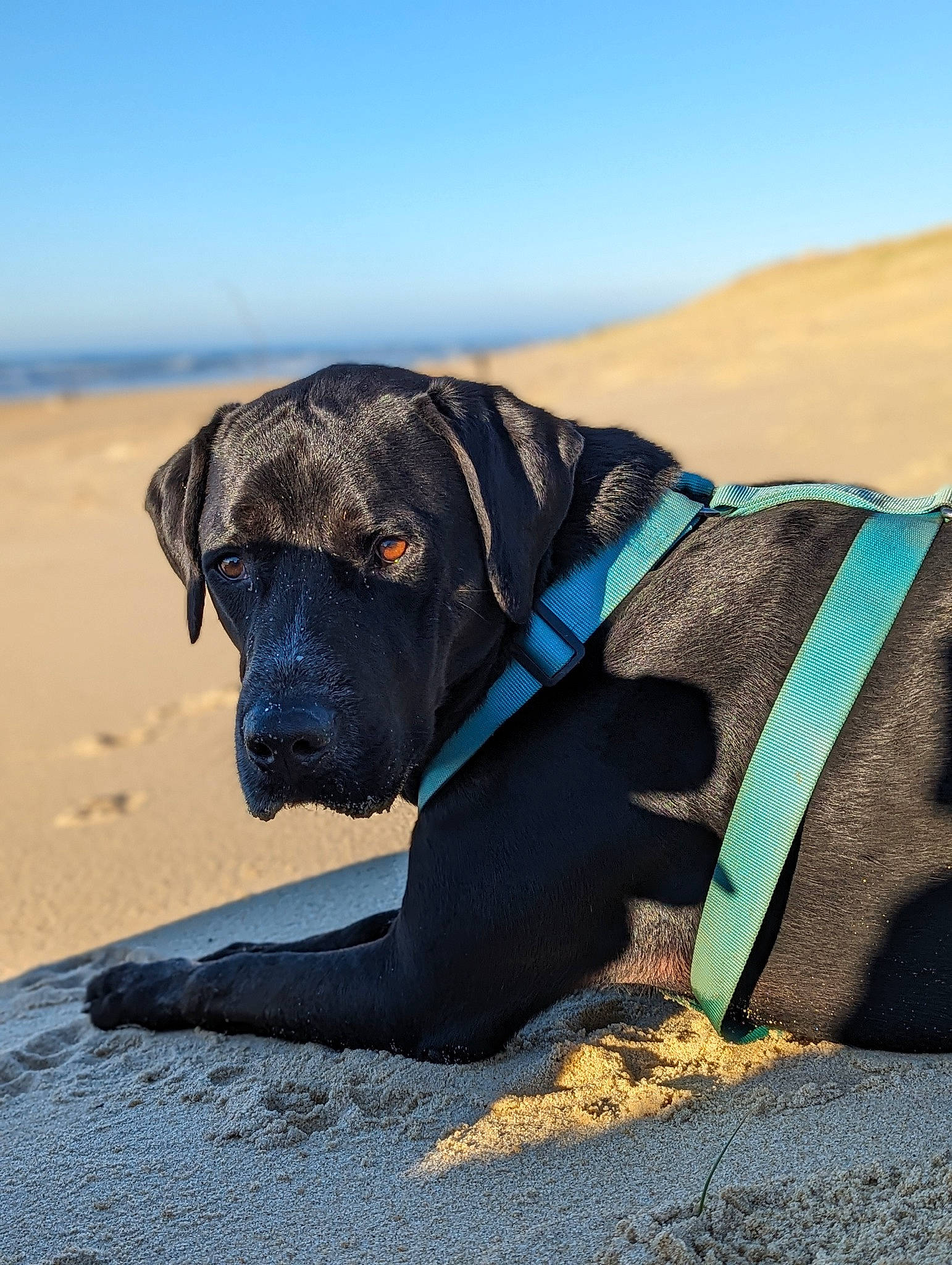 Pablo a rejoint le concours — aidez-le/la à gagner de superbes lots ! canidae, carnivore, collar, companion_dog, dog, dog_breed, dog_collar, dog_supply, electric_blue, fawn, hat, landscape, leash, personal_protective_equipment, pet_supply, plant, sky, snout, sporting_group, working_animal