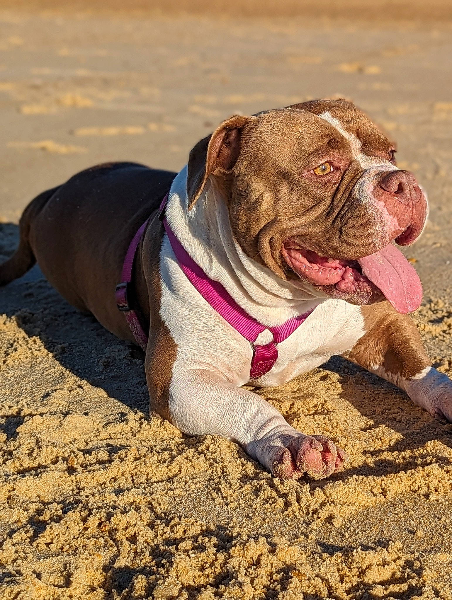 Luna participe au concours pour gagner de l'argent avec cette photo : art, bulldog, canidae, carnivore, collar, companion_dog, dog, dog_breed, dog_collar, dog_supply, fawn, handwriting, landscape, leash, snout, soil, sporting_group, terrestrial_animal, white_english_bulldog, wrinkle