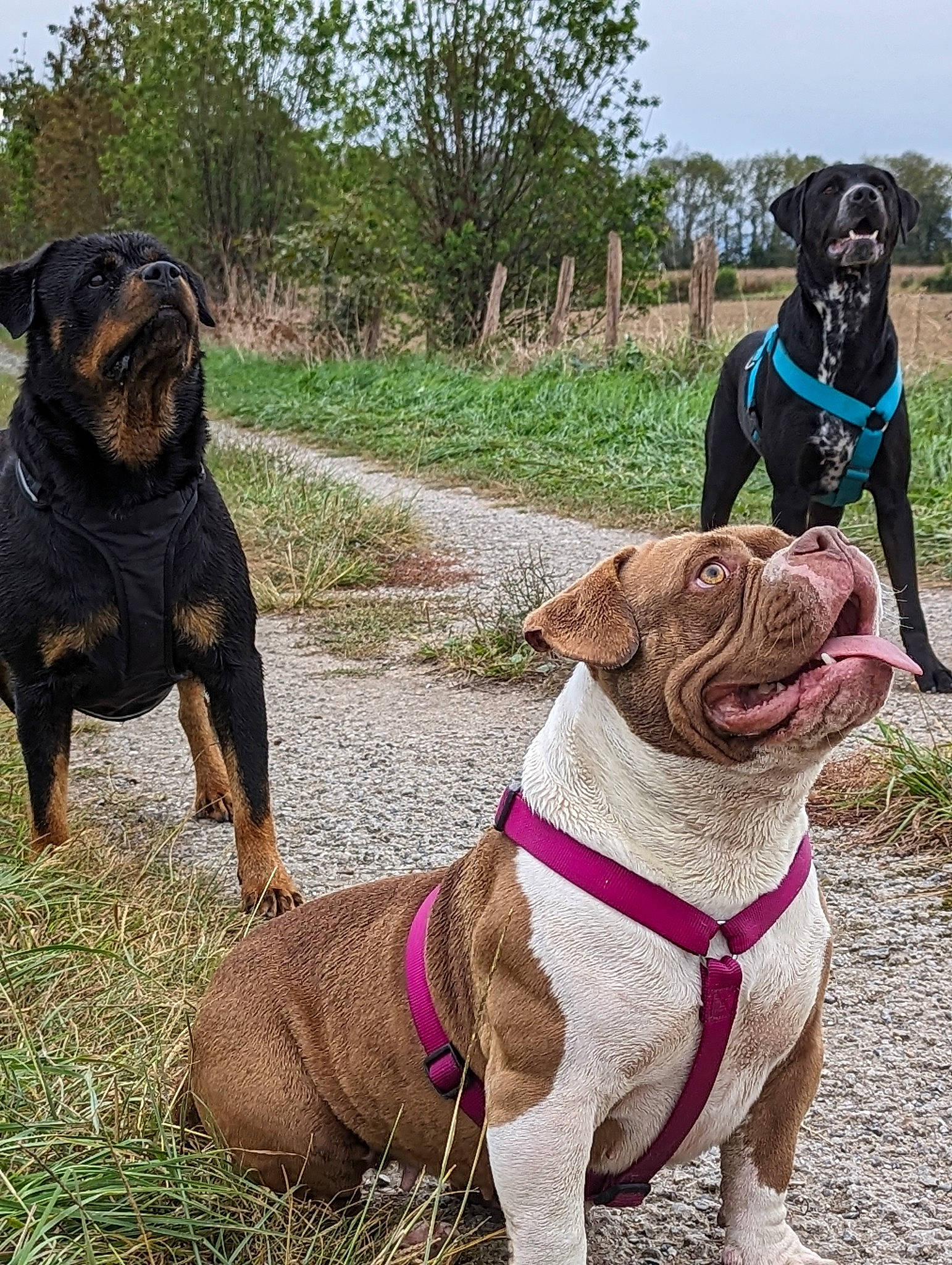 Luna a rejoint le concours — aidez-le/la à gagner de superbes lots ! bulldog, canidae, carnivore, collar, companion_dog, dog, dog_breed, dog_collar, fawn, grass, leash, pet_supply, plant, sky, snout, sporting_group, terrestrial_animal, tree, working_animal, wrinkle