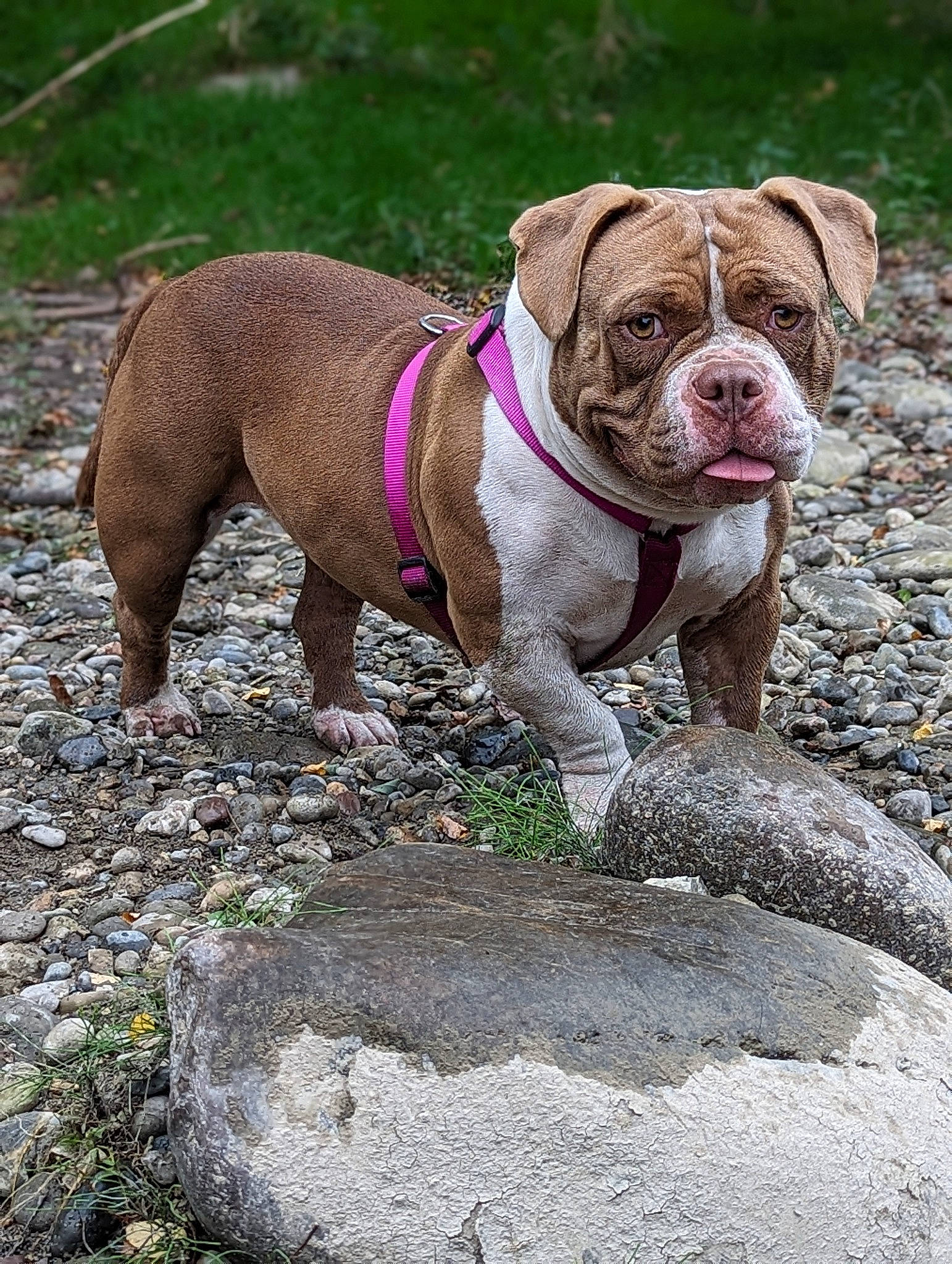 Luna a rejoint le concours — aidez-le/la à gagner de superbes lots ! adventure, australian_bulldog, bulldog, canidae, carnivore, collar, companion_dog, dog, dog_breed, dog_collar, fawn, grass, leash, molosser, snout, sporting_group, terrestrial_animal, white_english_bulldog, working_dog, wrinkle