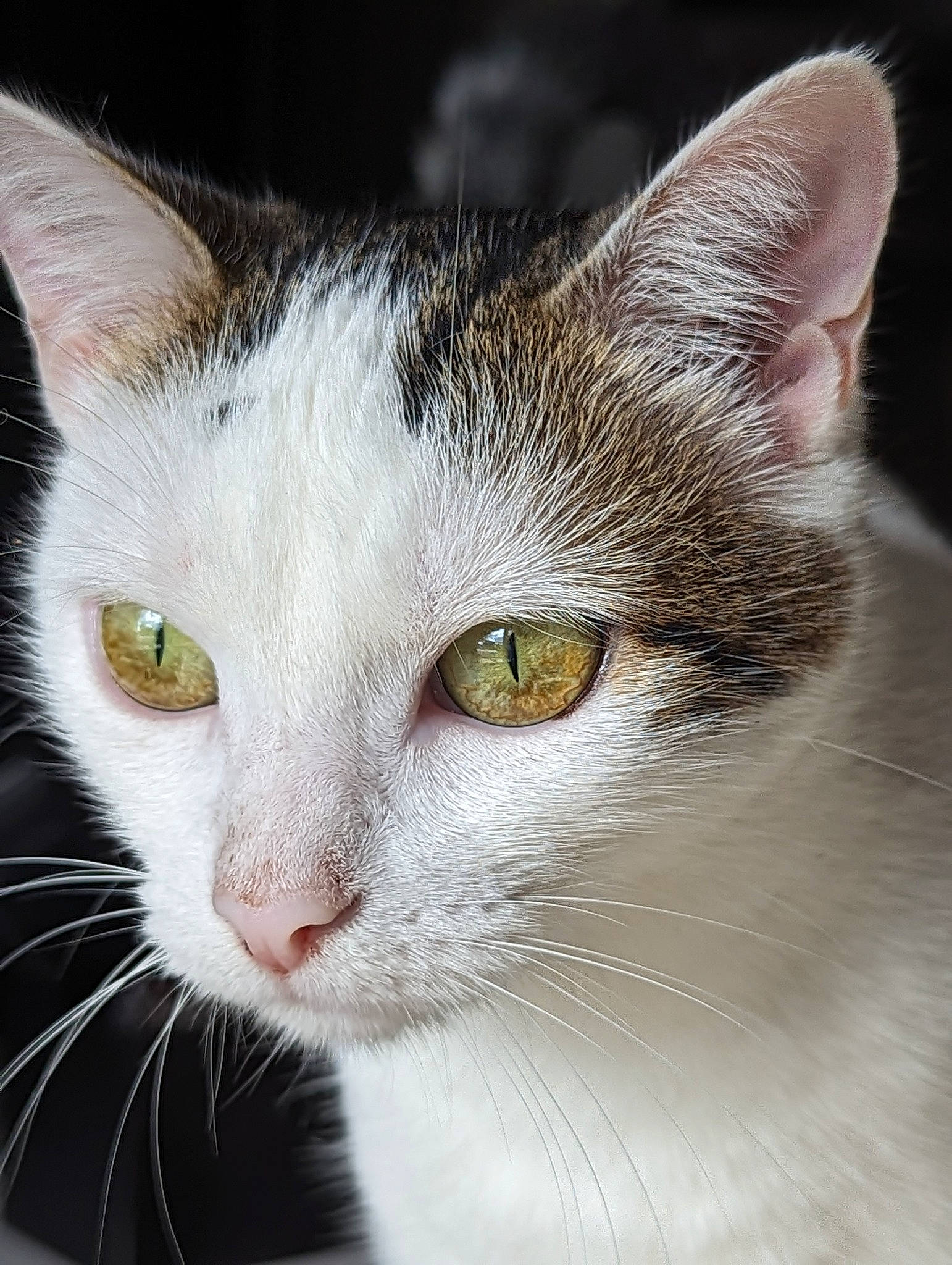 Mimine participe au concours pour gagner de l'argent avec cette photo : carnivore, cat, close_up, curious, domestic_short_haired_cat, felidae, fur, iris, pet_supply, small_to_medium_sized_cats, snout, terrestrial_animal, whiskers, window