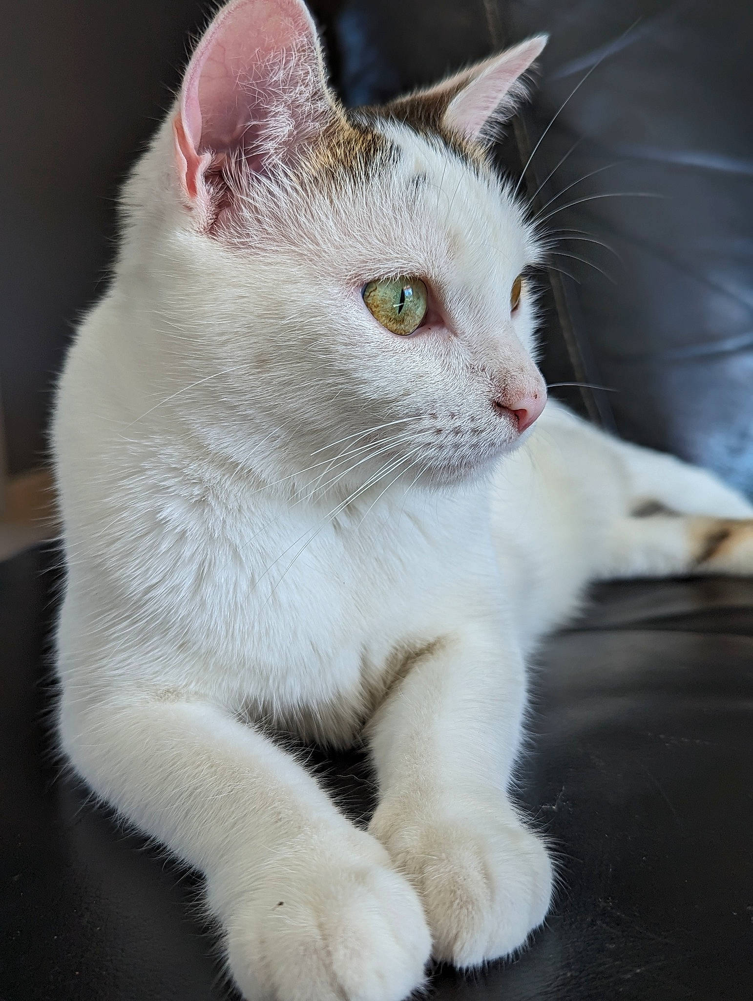 Mimine a rejoint le concours — aidez-le/la à gagner de superbes lots ! carnivore, cat, claw, domestic_short_haired_cat, fang, fawn, felidae, foot, fur, paw, pet_supply, small_to_medium_sized_cats, snout, tail, whiskers