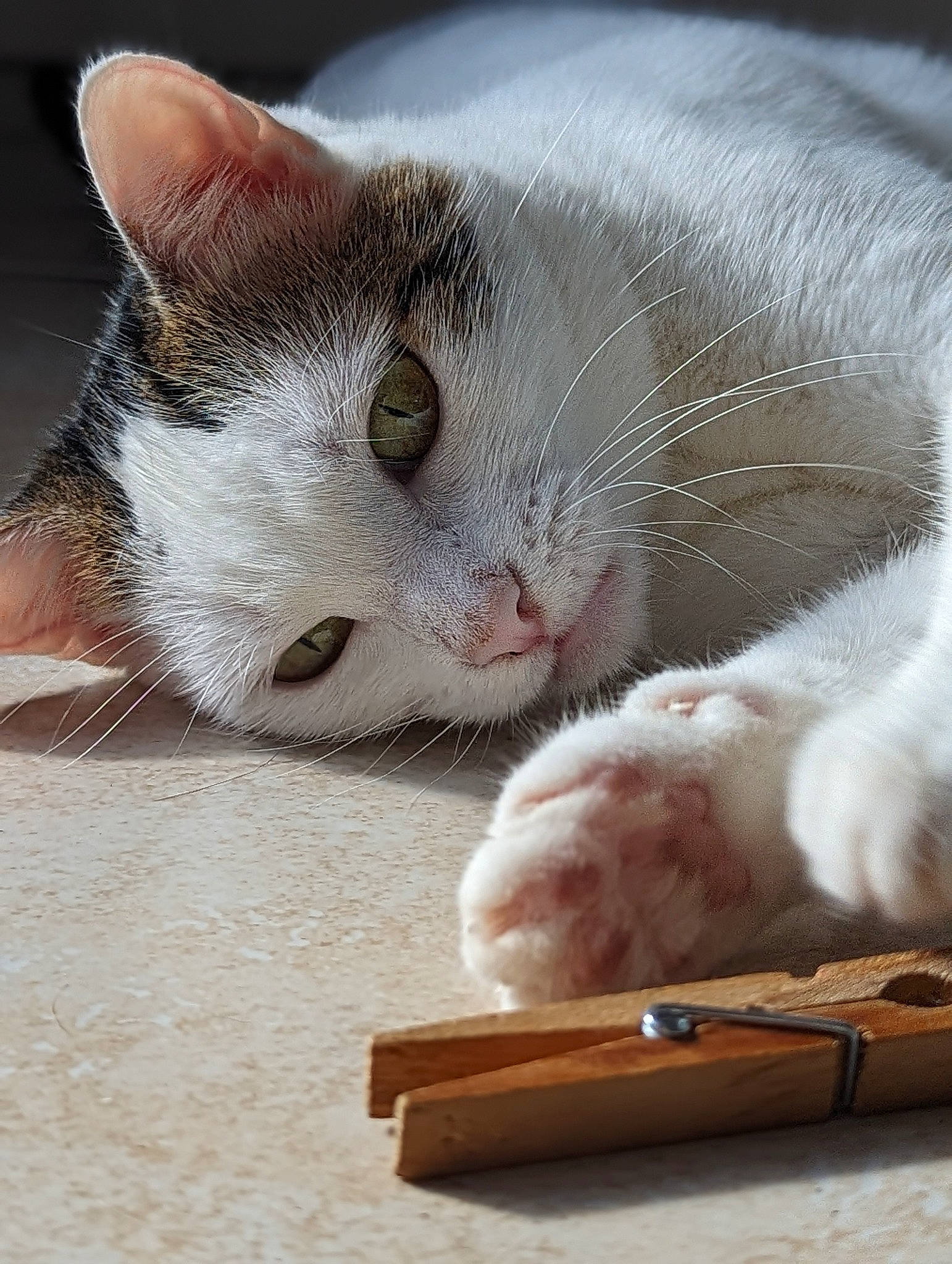 Mimine participe au concours pour gagner de l'argent avec cette photo : carnivore, cat, cat_supply, claw, comfort, domestic_short_haired_cat, fawn, felidae, foot, fur, nap, paw, photo_caption, sleep, small_to_medium_sized_cats, snout, tail, whiskers, wood