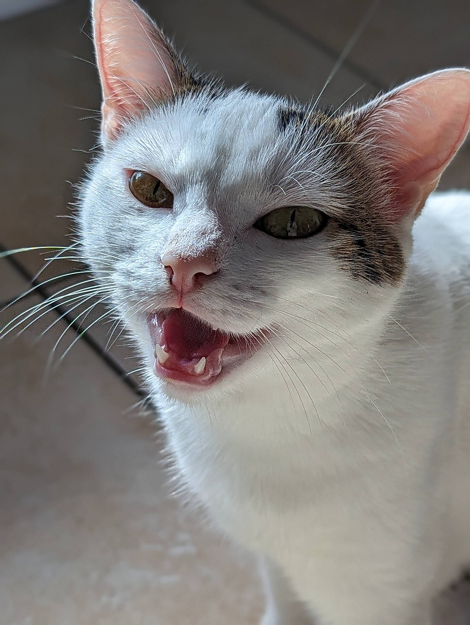 Mimine a rejoint le concours — aidez-le/la à gagner de superbes lots ! carnivore, cat, close_up, collar, domestic_short_haired_cat, ear, eye, fang, felidae, fur, paw, roar, small_to_medium_sized_cats, snout, tail, terrestrial_animal, whiskers, yawn