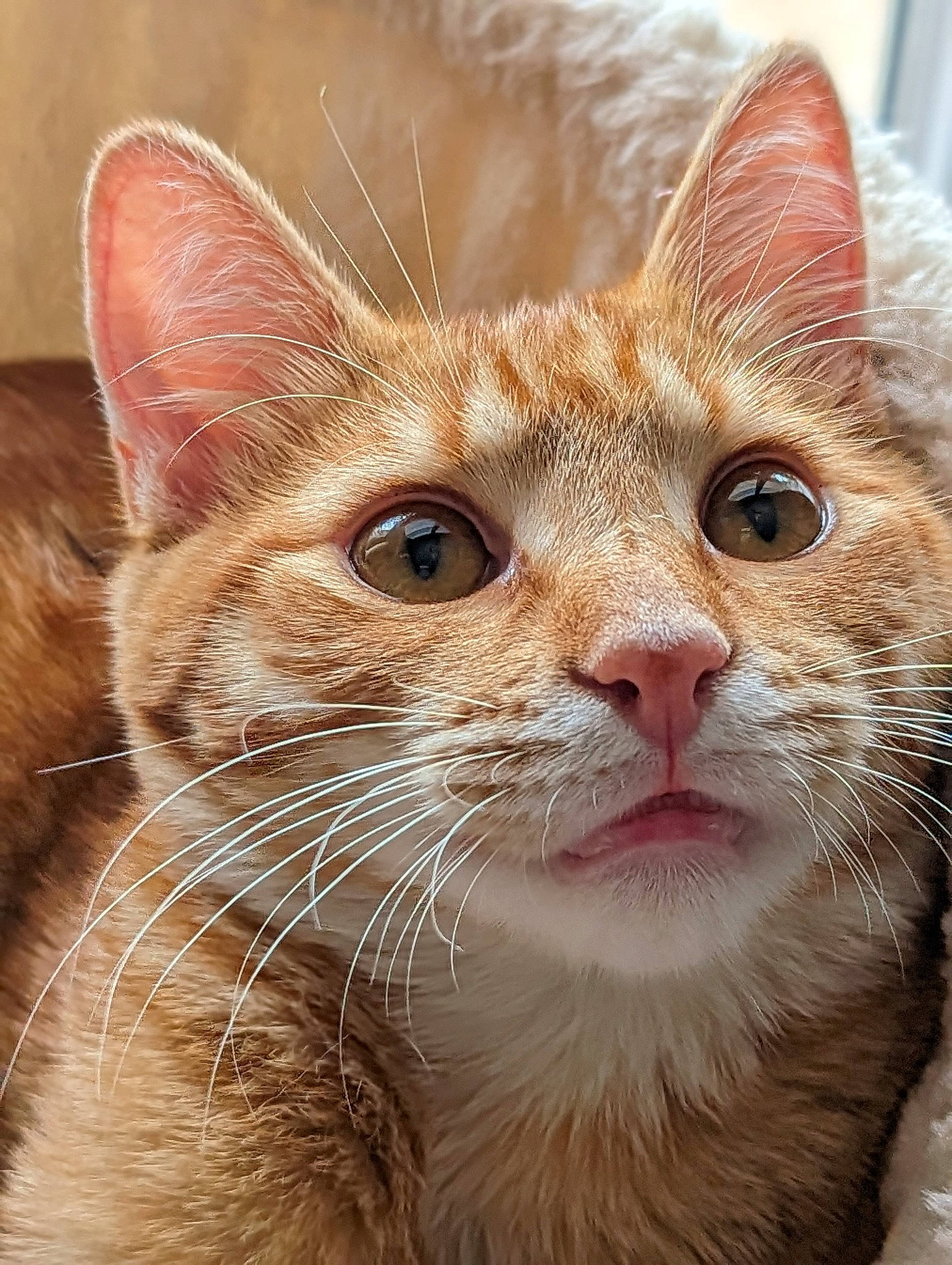 Rouki participe au concours pour gagner de l'argent avec cette photo : carnivore, cat, close_up, domestic_short_haired_cat, ear, fawn, felidae, fur, small_to_medium_sized_cats, snout, terrestrial_animal, whiskers, window