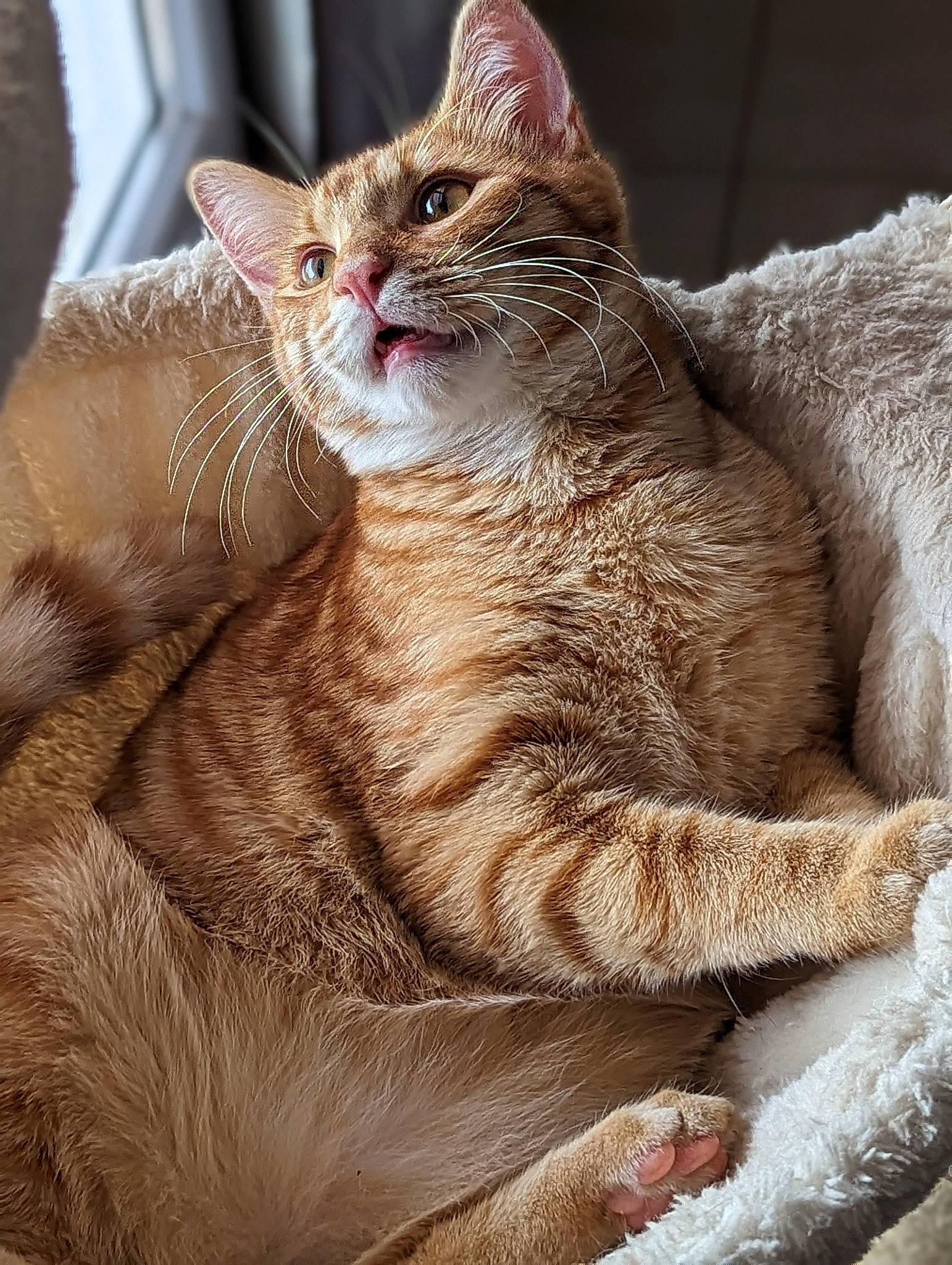 Rouki participe au concours pour gagner de l'argent avec cette photo : carnivore, cat, cat_supply, claw, comfort, domestic_short_haired_cat, eye, fawn, felidae, fur, paw, pet_supply, sitting, small_to_medium_sized_cats, snout, tail, terrestrial_animal, whiskers, wildlife