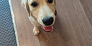 Alba a rejoint le concours — aidez-le/la à gagner de superbes lots ! dog, puppy, golden_retriever, pet, floor, wooden_floor, happy, smiling, tongue_out, indoor, looking_up, close_up, canine, animal, young_dog, mammal, companion, playful, cute, domestic_animal