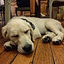 dog, puppy, golden_retriever, sleeping, bandana, wooden_floor, indoor, furniture, table, chair, pet, cozy, resting, cute, animal, domestic_animal, relaxing, floor, calm, young_dog