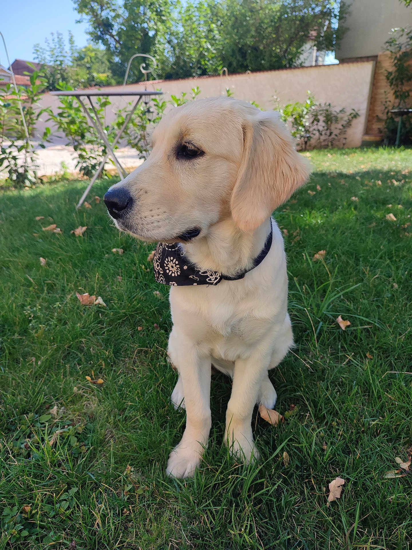 Alba