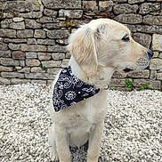 Alba participe au concours pour gagner de l'argent avec cette photo : dog, puppy, golden_retriever, bandana, black_bandana, white_gravel, stone_wall, outdoor, pet, sitting, fur, cute, canine, animal, side_view, young, domestic_animal, portrait, natural_light, calm