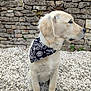 dog, puppy, golden_retriever, bandana, black_bandana, white_gravel, stone_wall, outdoor, pet, sitting, fur, cute, canine, animal, side_view, young, domestic_animal, portrait, natural_light, calm
