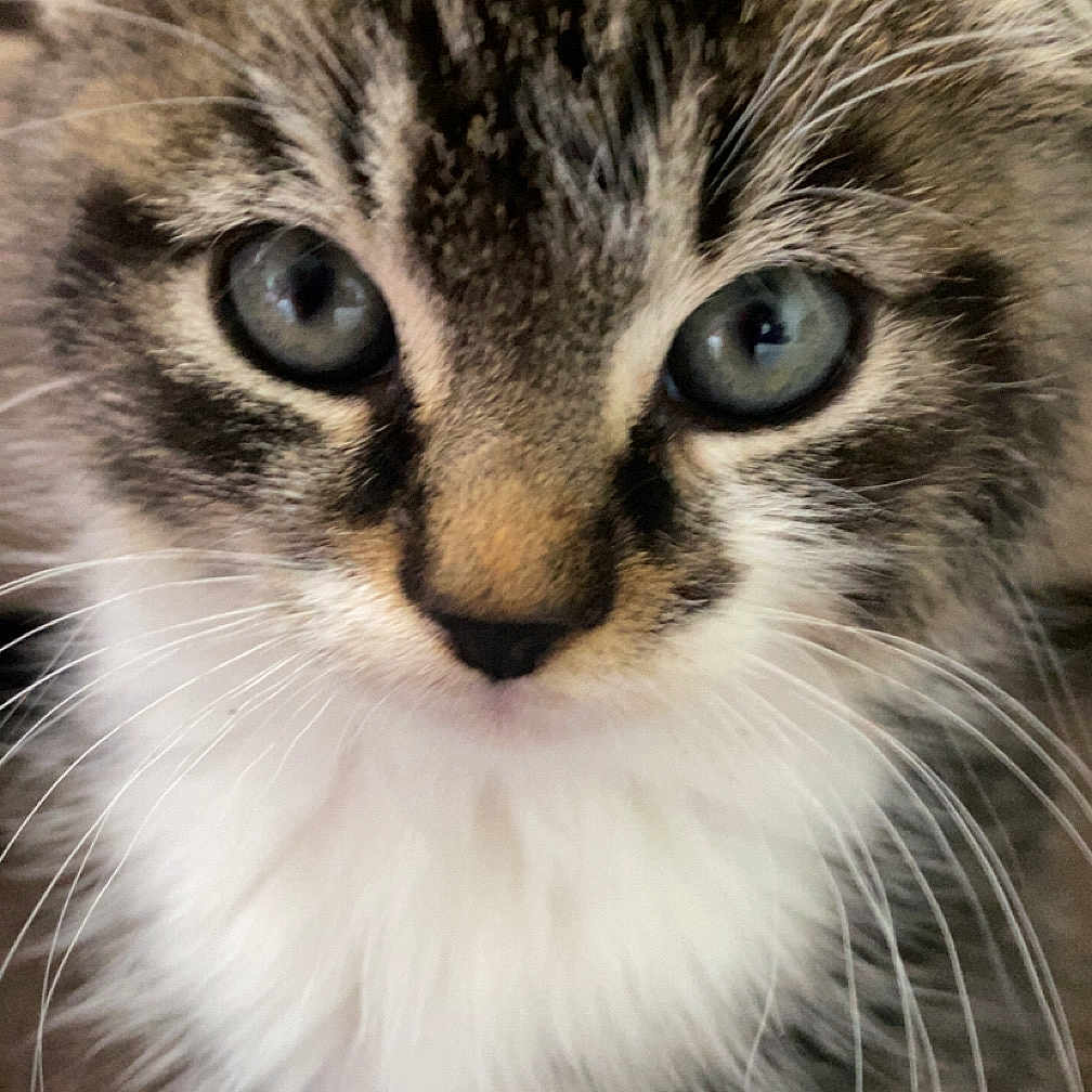 Shadow is registered to the contest to win money with this photo: animal, blue_eyes, cat, close_up, curious, cute, domestic_cat, face, feline, fluffy, fur, indoor, kitten, mammal, nose, pet, portrait, soft, whiskers, young_cat