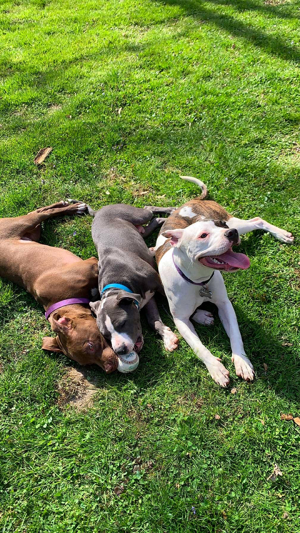 Maze is registered to the contest to win money with this photo: canidae, carnivore, collar, companion_dog, dog, dog_breed, dog_collar, fashion_accessory, fawn, grass, groundcover, gun_dog, leash, non_sporting_group, pet_supply, sporting_group, tail, vertebrate, working_animal, working_dog