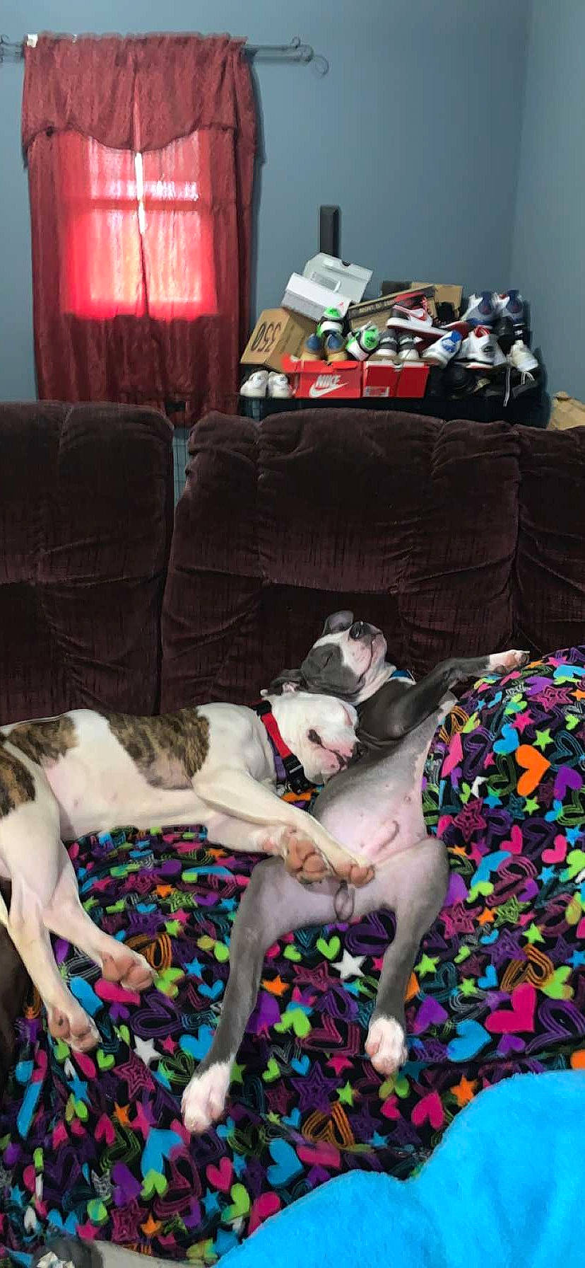 Maze is registered to the contest to win money with this photo: art, bed_sheet, bedding, canidae, carnivore, comfort, companion_dog, couch, curtain, dog, dog_breed, dog_supply, fawn, fur, linens, living_room, nap, room, sporting_group, working_animal