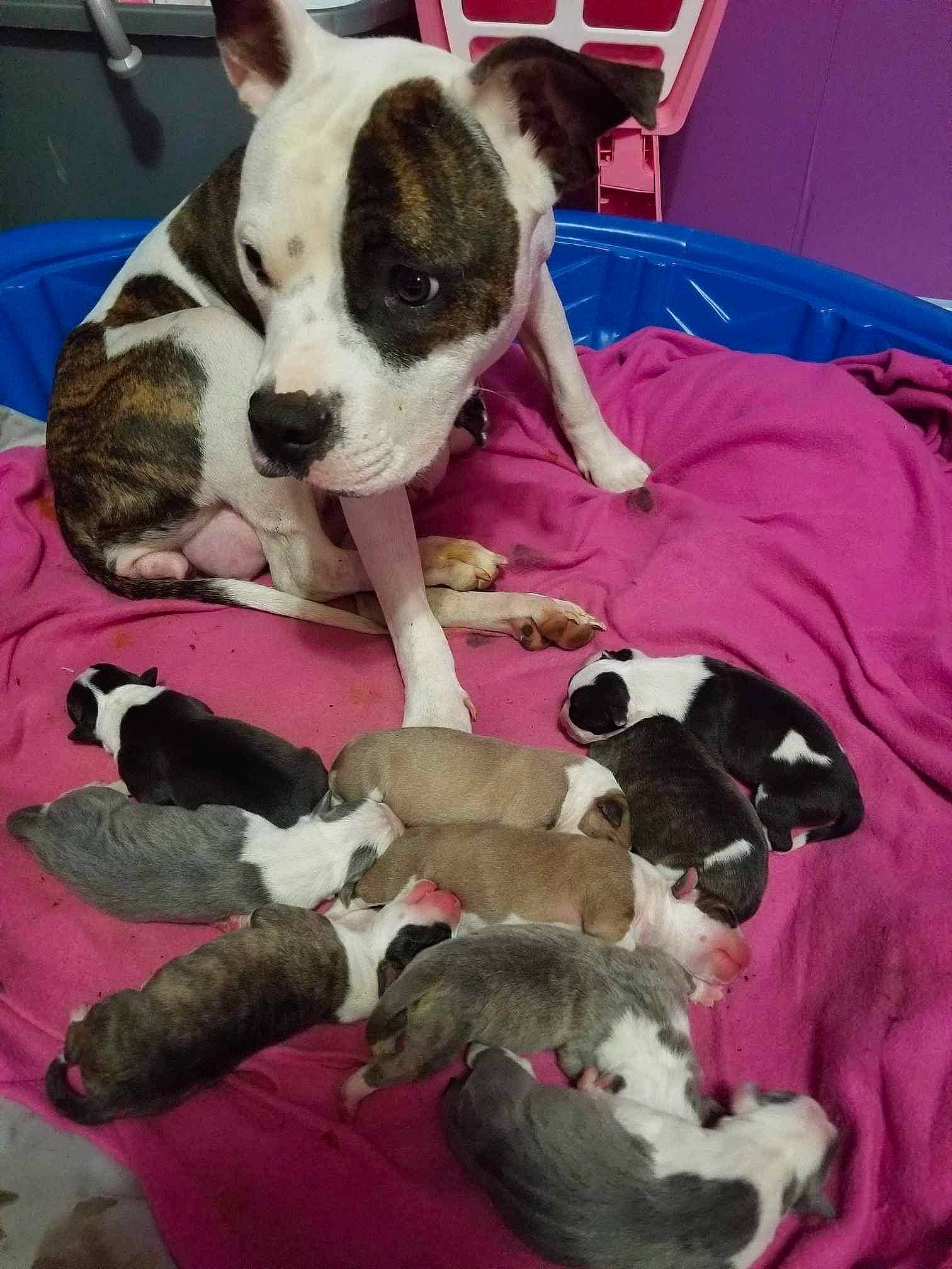 Maze joined the competition — help win amazing prizes! canidae, carnivore, collar, comfort, companion_dog, dog, dog_breed, dog_supply, fawn, fur, mammal, non_sporting_group, paw, pet_supply, pink, puppy_love, snout, sporting_group, toy_dog, working_animal