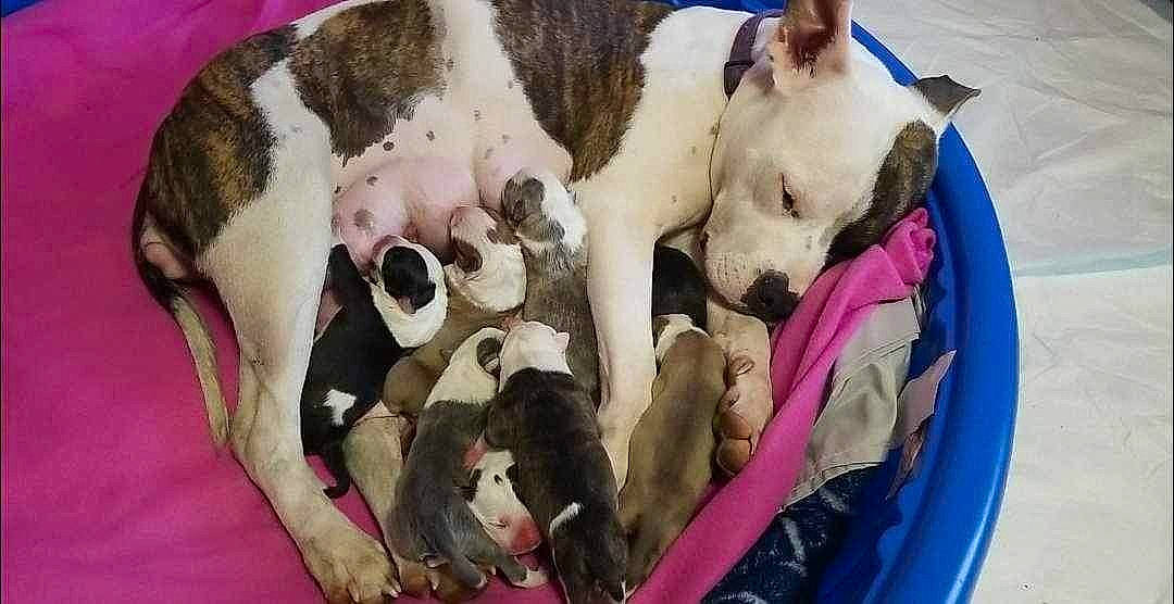 Maze is registered to the contest to win money with this photo: canidae, carnivore, comfort, companion_dog, dog, dog_breed, dog_supply, fawn, fur, linens, nap, non_sporting_group, paw, pet_supply, puppy, snout, sporting_group, terrestrial_animal, toy_dog, working_animal