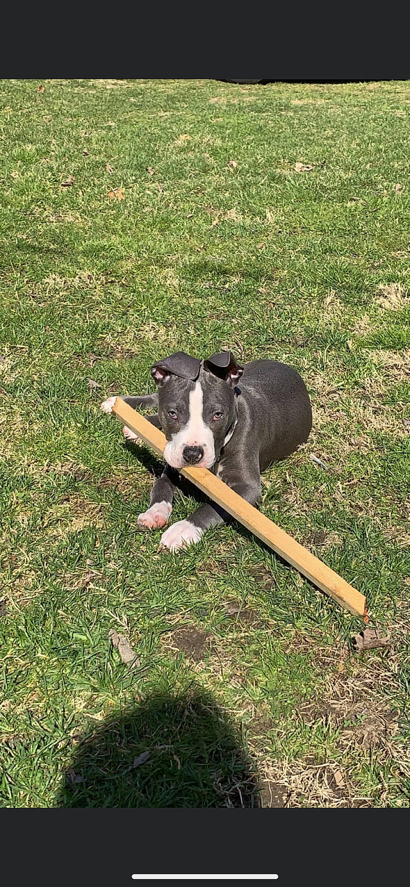 Diesel is registered to the contest to win money with this photo: bovine, bull, canidae, companion_dog, dairy, dog_breed, field, grass, grassland, grazing, groundcover, livestock, pasture, plant, recreation, soil, sporting_group, terrestrial_animal, working_animal